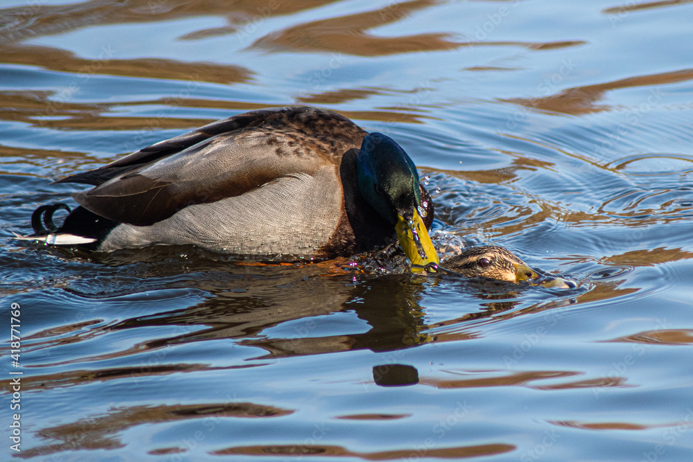 A Pair of Mallard Ducks Mating in springtime