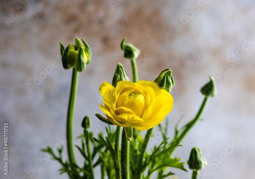 Yellow flowers in pot as a spring composition