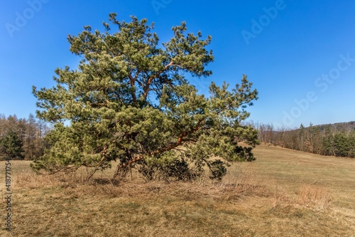 Pine Tree in the field among the hills against the clear blue sky in Czech Republic. Spring on the farm.