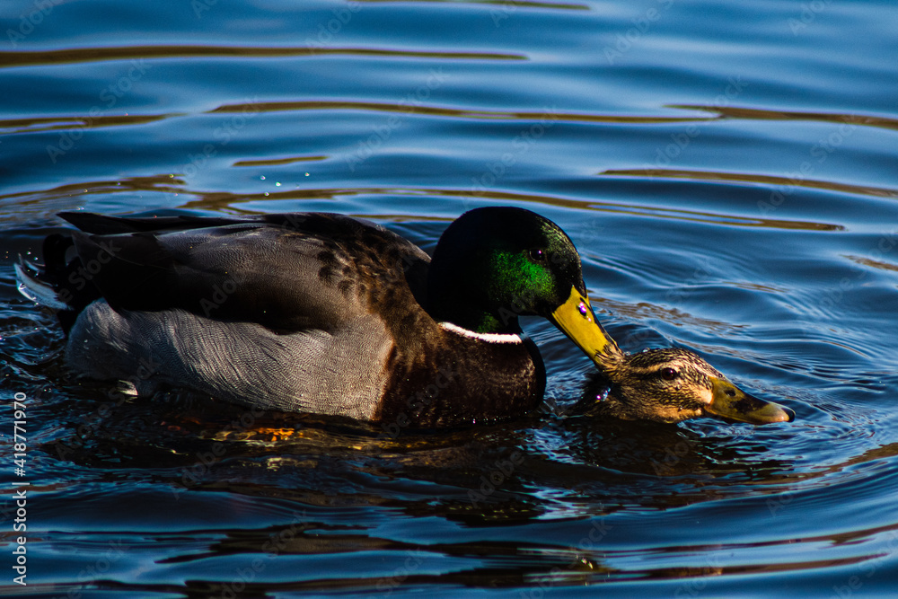 Fototapeta premium A Pair of Mallard Ducks Mating in springtime