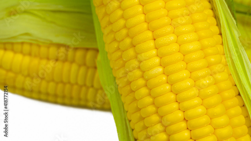 Single ear of corn with gre...