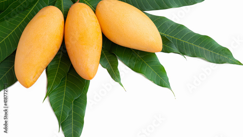 A golden yellow ripe mango ...