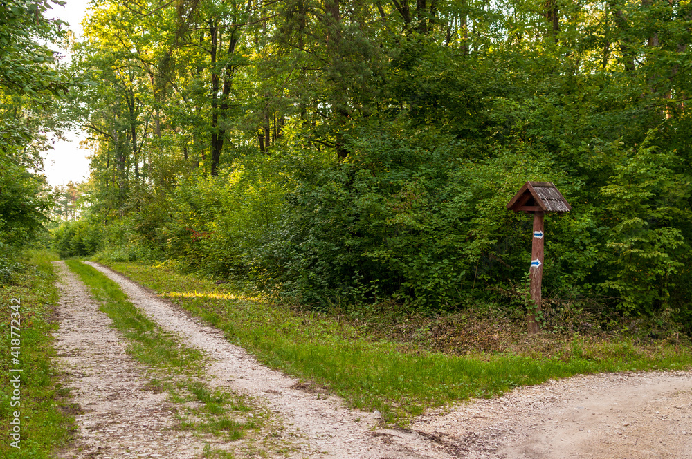 Polna droga w zielonym lesie, Małogoszcz, Polska Polna droga w zielonym lesie, Małogoszcz, Polska
