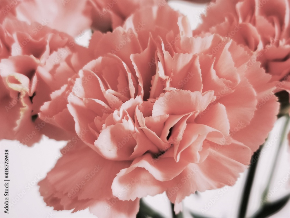 Pink carnation bud, close-up photo. Beautiful floral background