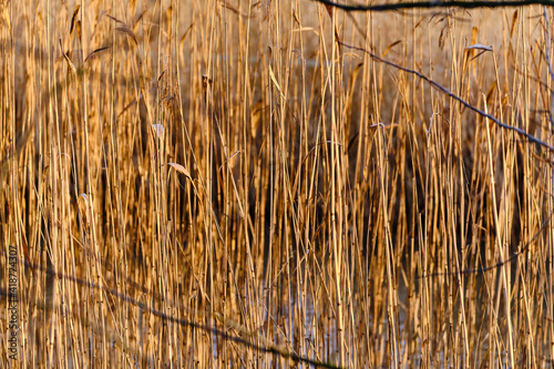 Obraz na płótnie Dry sedge grass next to a lake in the Autumn. Golden sedge grass in the fall in the sun. The Nordic Nature background. w salonie