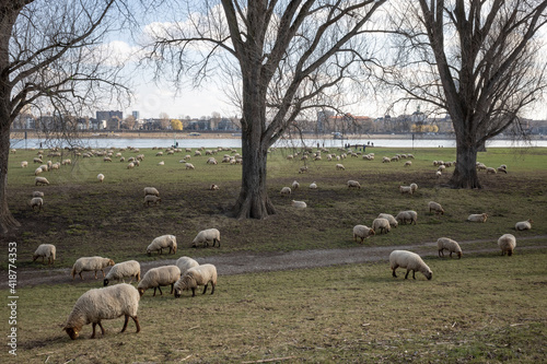 Group of Sheep grazing on natural meadow under shade of big trees on riverside of Rhine River and background of cityscape in Düsseldorf, Germany.