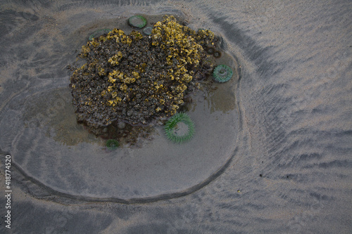 sea anemone on a rock at san josef bay in cape scott provincial park photo