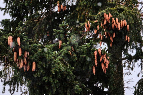 The spruce cones on the spruce tree during the light snowfall. Picture of the natural tree for the background. The Nordic Nature