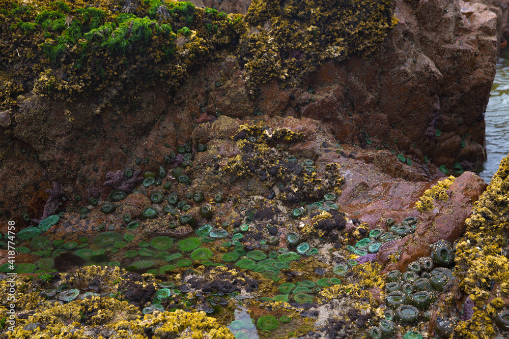 Low tide exposing sea anemone at cape scott provincial park in BC Canada