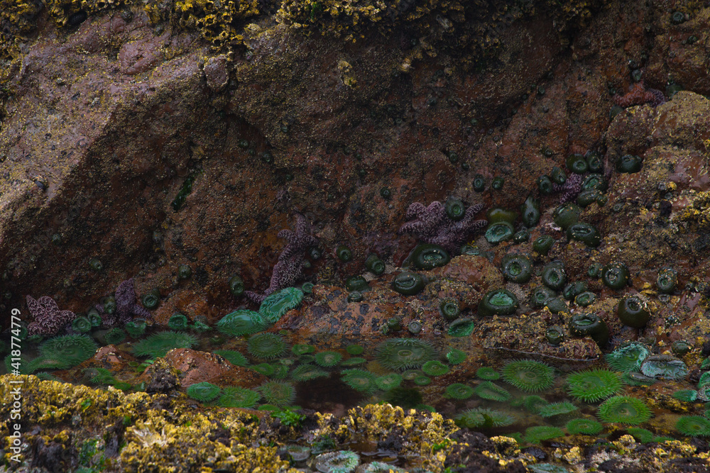 Low tide exposing sea anemone at cape scott provincial park in BC Canada