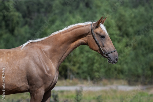Portrait of a beautiful buckskin horse on natural summer background, head closeup © Svetlana