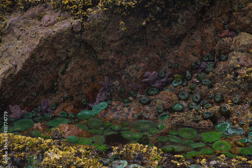 Low tide exposing sea anemone at cape scott provincial park in BC Canada