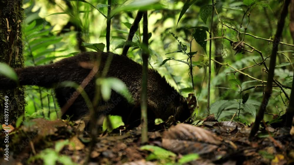 Cute male coatimundi white-nosed coati searching food in the jungle monteverde Costa Rica