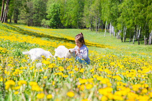 Pretty girl playing with the goats on the meadow of yellow dandelions.