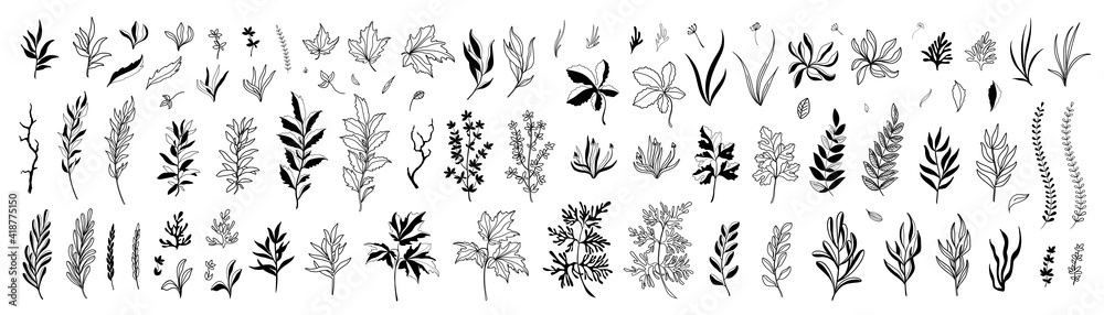 Set of hand drawn plants, leaves, flowers. Silhouettes of natural elements for seasonal backgrounds, templates, wallpaper, cards, banners. Modern stylish design. Doodle style. Vector icons. - obrazy, fototapety, plakaty 