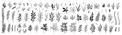 Set of hand drawn plants, leaves, flowers. Silhouettes of natural elements for seasonal backgrounds, templates, wallpaper, cards, banners. Modern stylish design. Doodle style. Vector icons.