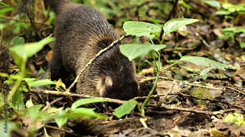 coatimundi white-nosed coati looking for food under leaves on the ground tropical rainforest Costa Rica photo