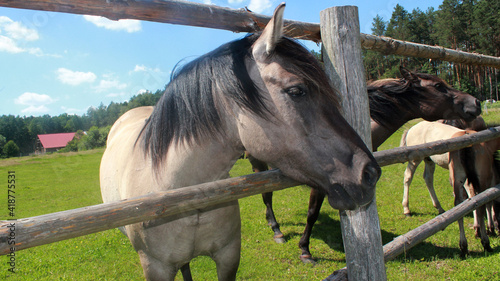Horse sticking its head out over the fence