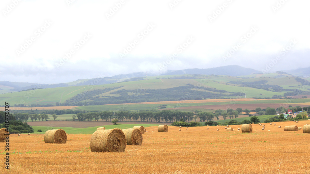 Rural landscape with field after harvest