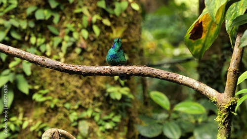 Adult Mexican violetear Colibri thalassinus humming bird perched on a branch jungle Monteverde Costa Rica
 photo