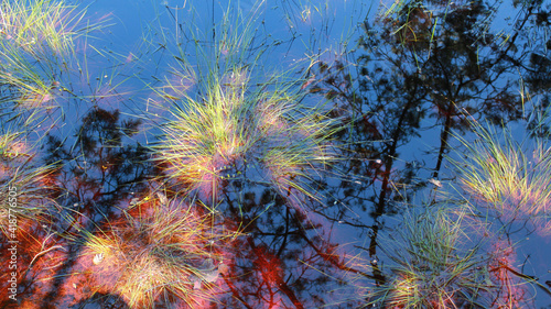 Aquatic plants in a forest river.