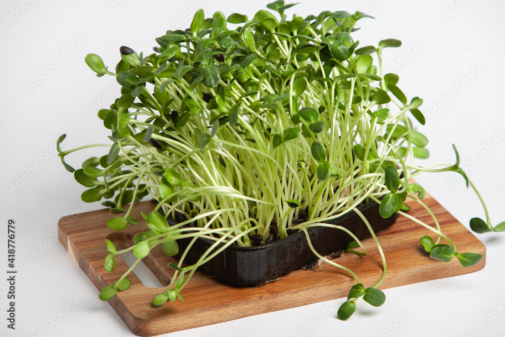 Live food of sprouts. Growing micro plants at home. Raw plants for vegans. Natural detox