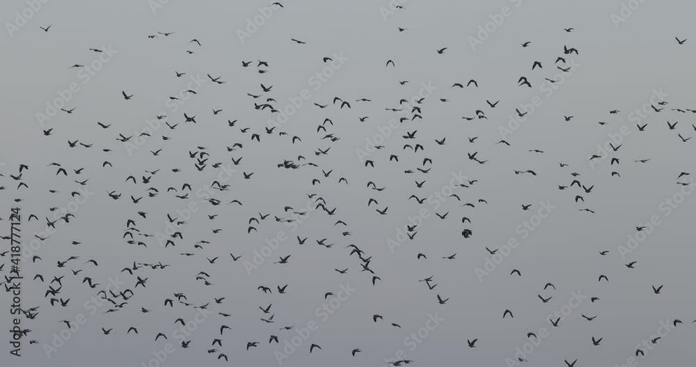 envol d'un groupe de pigeon ramier (Columba palumbus)