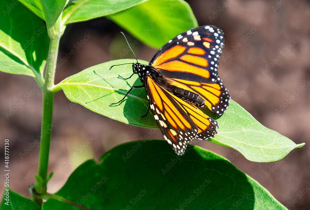 Obraz premium A beautiful orange and black female monarch butterfly rests on the leaf of a milkweed plant
