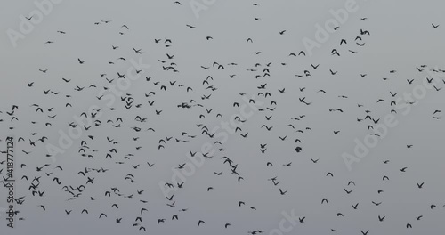 envol d'un groupe de pigeon ramier (Columba palumbus) photo