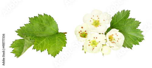 Flowers of hawthorn isolated on white background