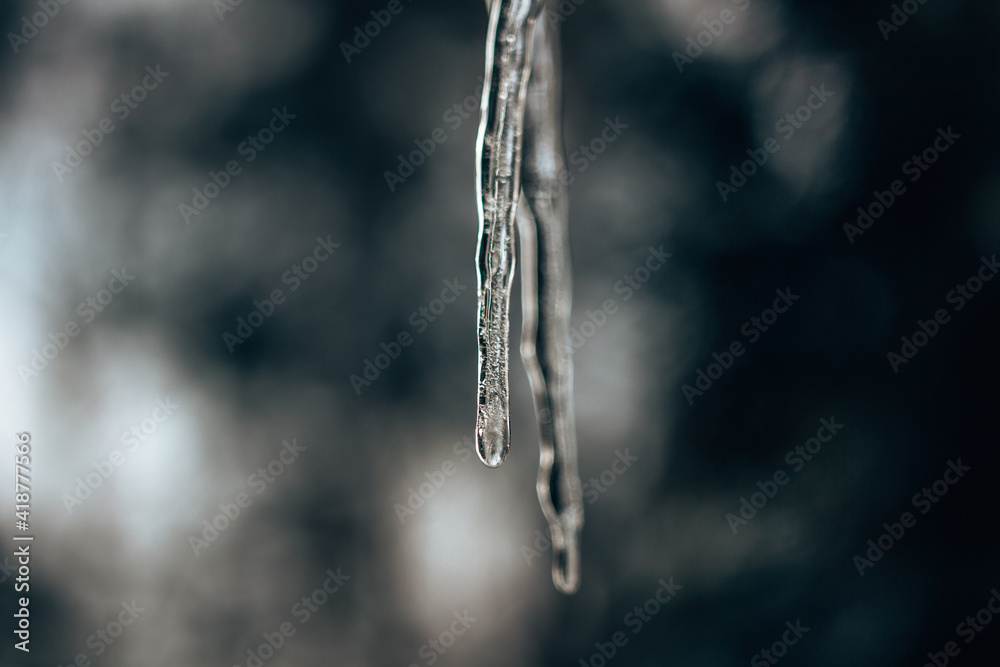Icicles hang from the roof in the sunshine in the winter forest.
