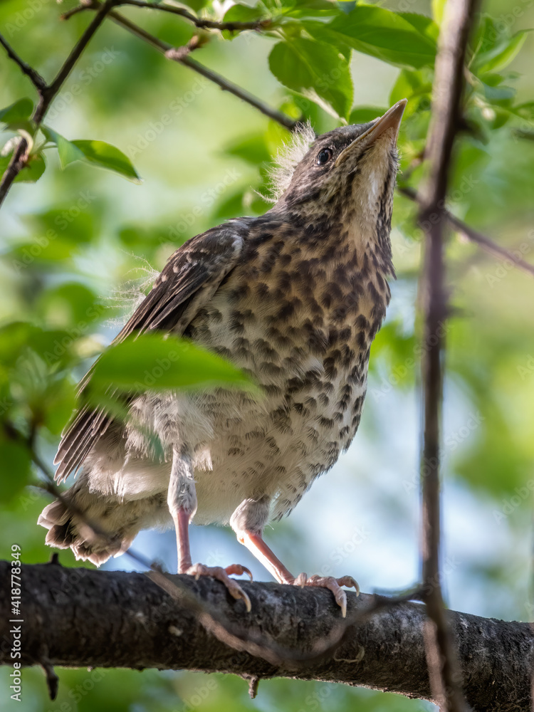 A fieldfare chick, Turdus pilaris, has left the nest and is sitting on a branch. A chick of fieldfare sitting and waiting for a parent on a branch. A fieldfare chick, Turdus pilaris, has left the nest and is sitting on a branch. A chick of fieldfare sitting and waiting for a parent on a branch.