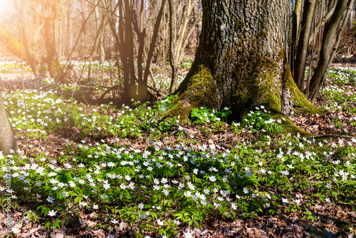 Fototapeta Naklejka Na Ścianę i Meble -  Spring forest landscape with flowering primroses, soft selective focus. Beautiful timberland in springtime in wild nature