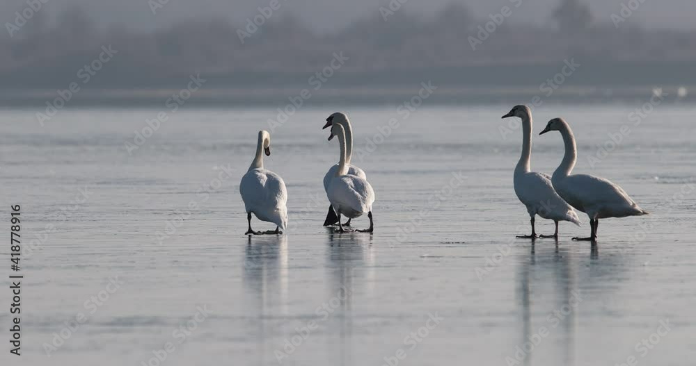 groupe de cygne tuberculé (Cygnus olor) marchant sur la glace groupe de cygne tuberculé (Cygnus olor) marchant sur la glace