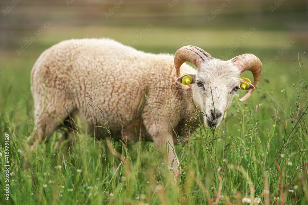 Sheep grazing in spring meadow grass, closeup detail