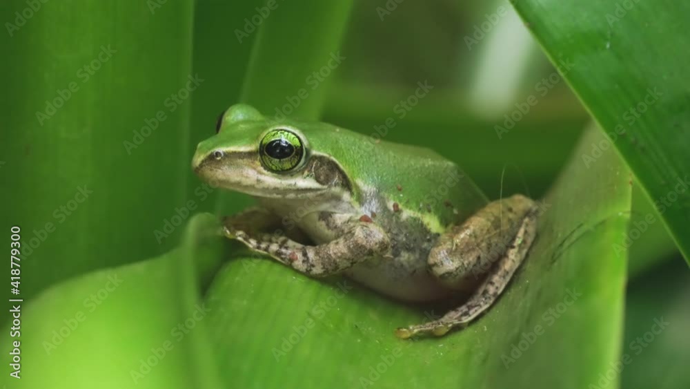 Small Madagascar green tree frog resting on green leaf, closeup detail Small Madagascar green tree frog resting on green leaf, closeup detail