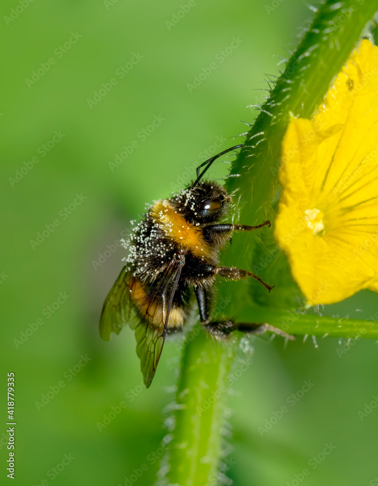 Close Up beautiful Bee macro in green nature Close Up beautiful Bee macro in green nature