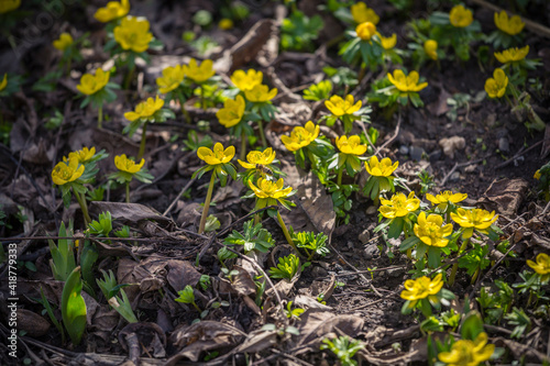 Eranthis hyemalis blooming in garden