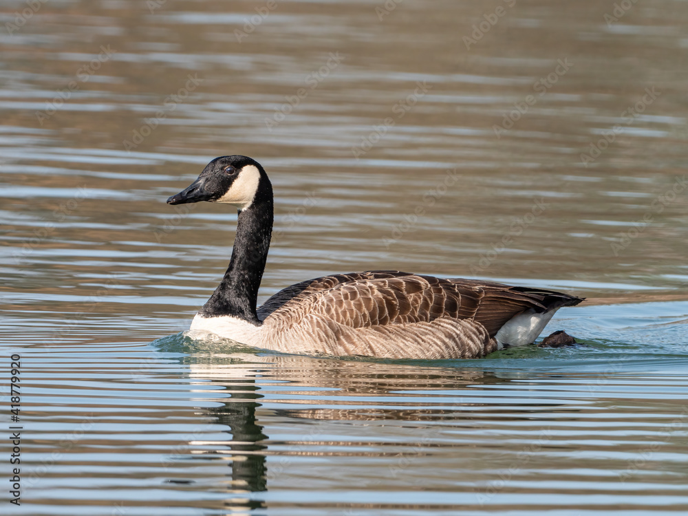 Fototapeta premium Kanadagans (Branta canadensis) schwimmt auf einem Fluss