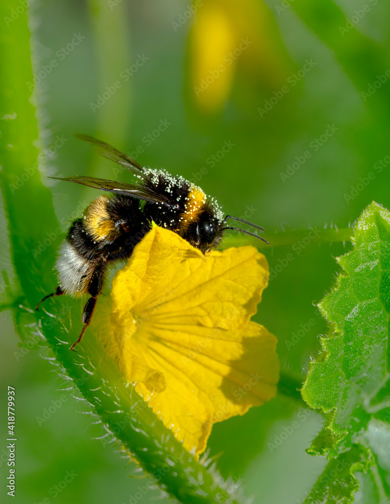 Close Up beautiful Bee macro in green nature Close Up beautiful Bee macro in green nature