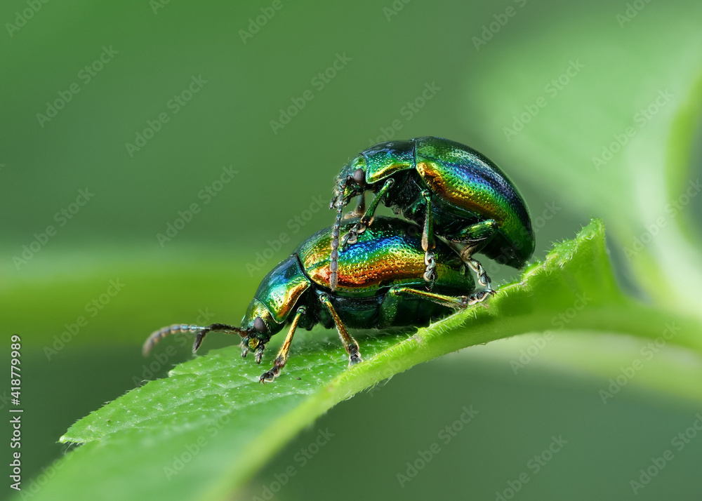 zwei metallisch glänzende Blattkäfer mit Regenbogenfarben bei der Paarung, Chrysolina fastuosa zwei metallisch glänzende Blattkäfer mit Regenbogenfarben bei der Paarung, Chrysolina fastuosa