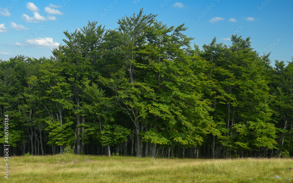 Obraz premium A hay field borders with a dark beech tree forest. Sunny summer day, Parang Mountains, Carpathia, Romania.