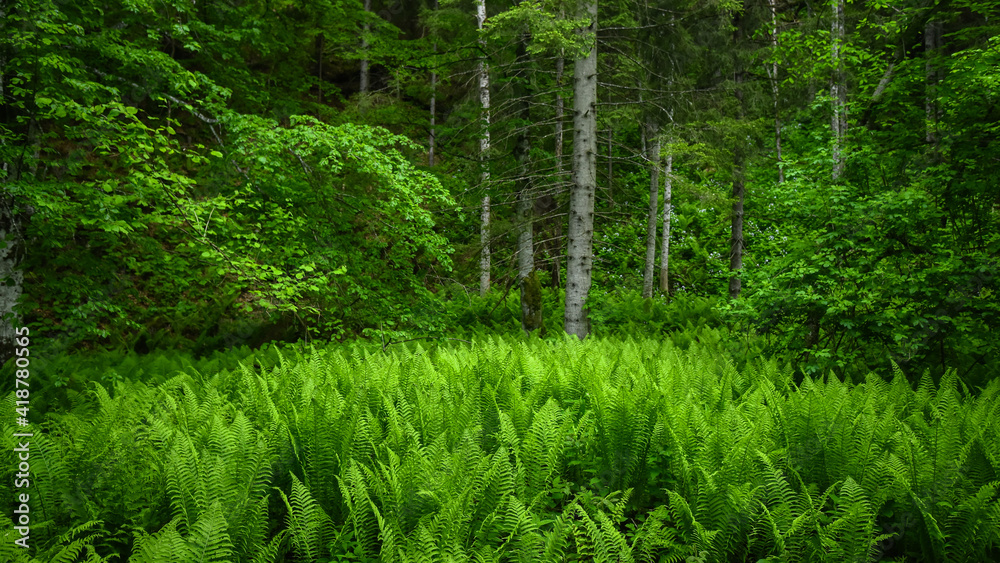 Bright green fern plants flourishing at the shelter of a mixed coniferous and beech forest. The luxuriant vegetation growth is seasonal: the photo is taken in june.