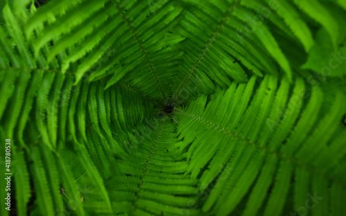 Close-up of a fern's center core. The leaves of the plant form a concentric green pattern.