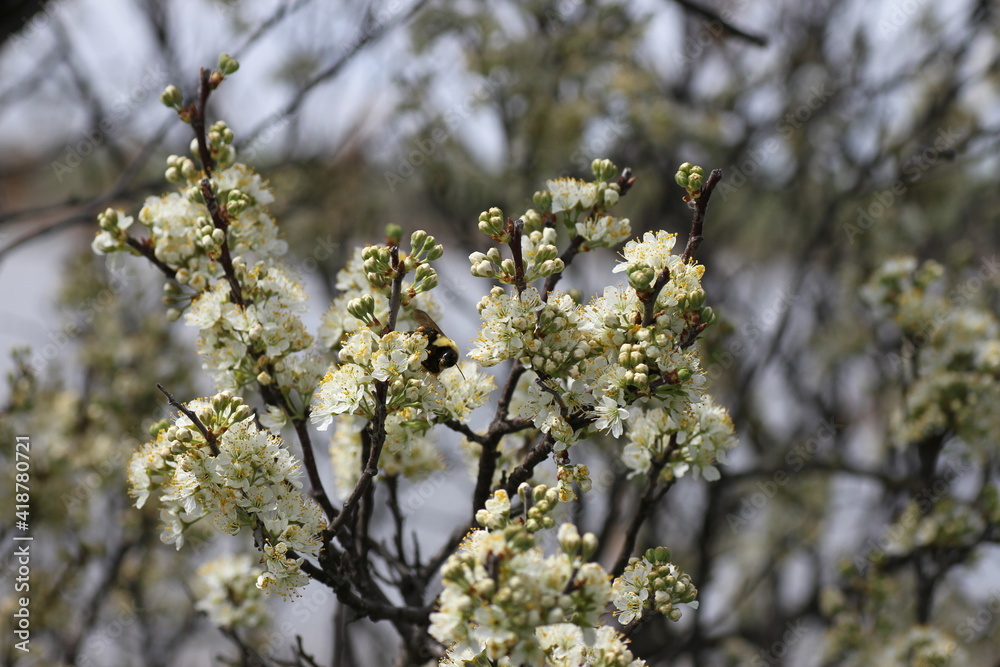 Fototapeta premium blossoming tree in spring