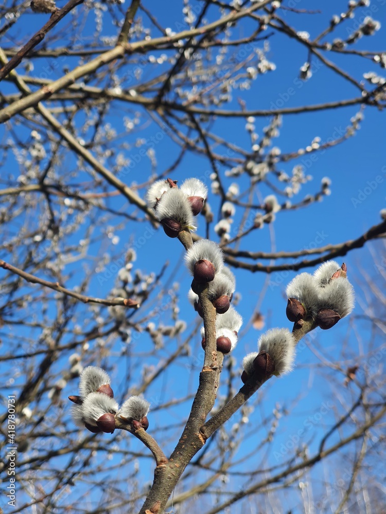 blossom in spring blossom in spring