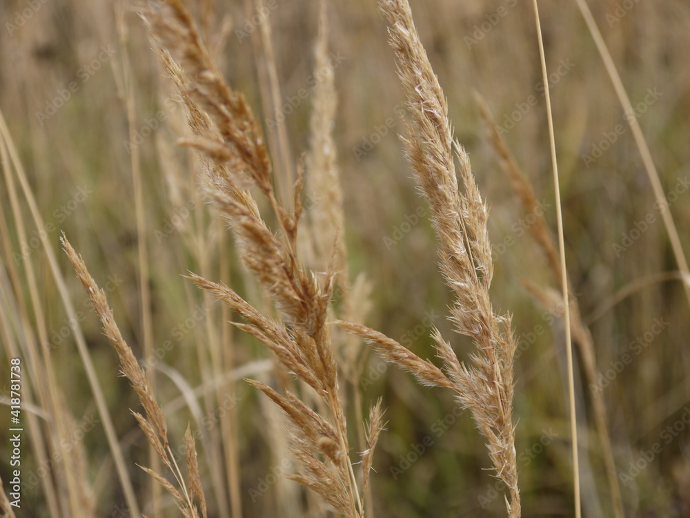 close up of wheat close up of wheat