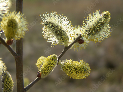 Spring flowering willow tree. Fluffy flowers. © baxys