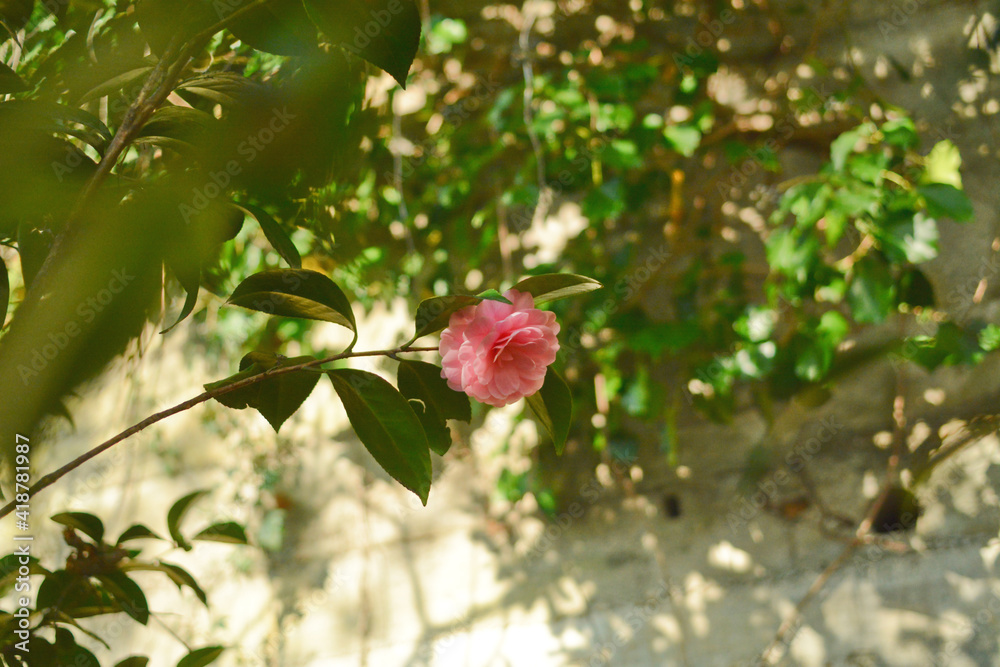Primo piano di un fiore di camelia in un parco. Primo piano di un fiore di camelia in un parco.