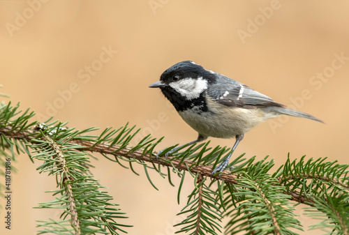 Coal tit ( Periparus ater ) close up